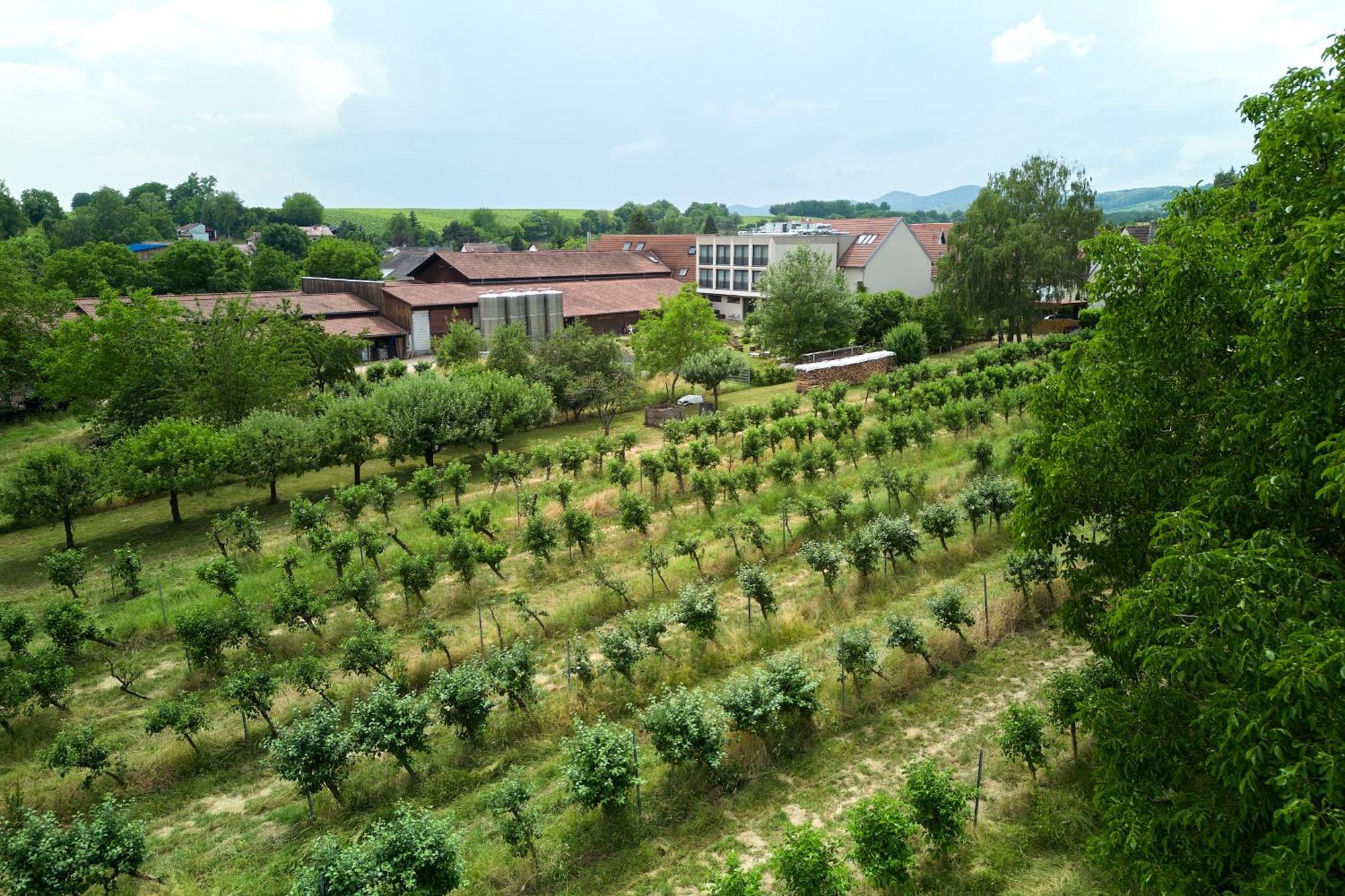 Weinhotel Fritz Walter Niederhorbach Екстериор снимка